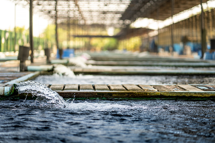 SCREW PUMPS
